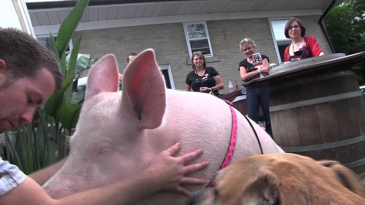 Happy 2nd bday Esther the Wonder Pig - Is that enough kisses from Shelby?