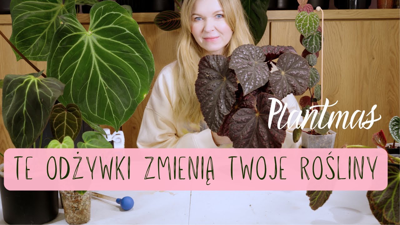 Najlepsze odżywki dla roślin! Brak grzyba, odporność na patogeny, zero zgniłych korzeni