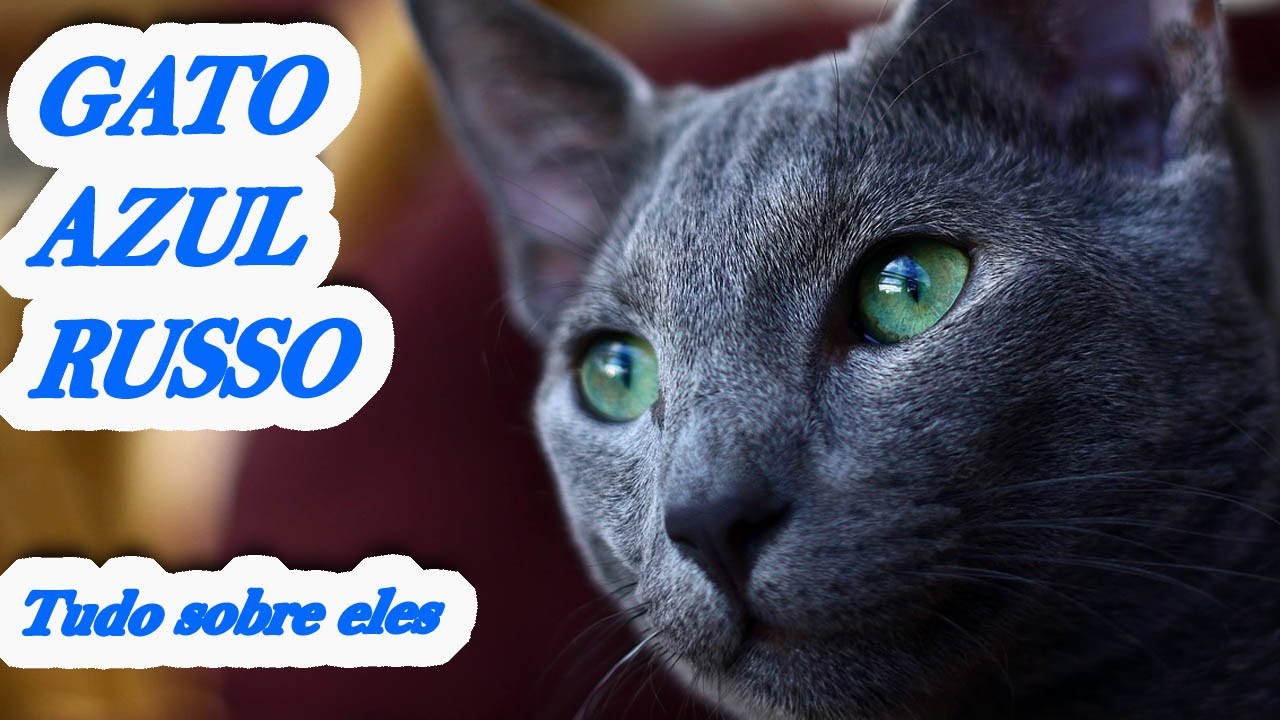 GATO AZUL RUSSO OU RUSSIAN BLUE: UMA DAS RAÇAS MAIS LINDAS E POPULARES DO MUNDO!