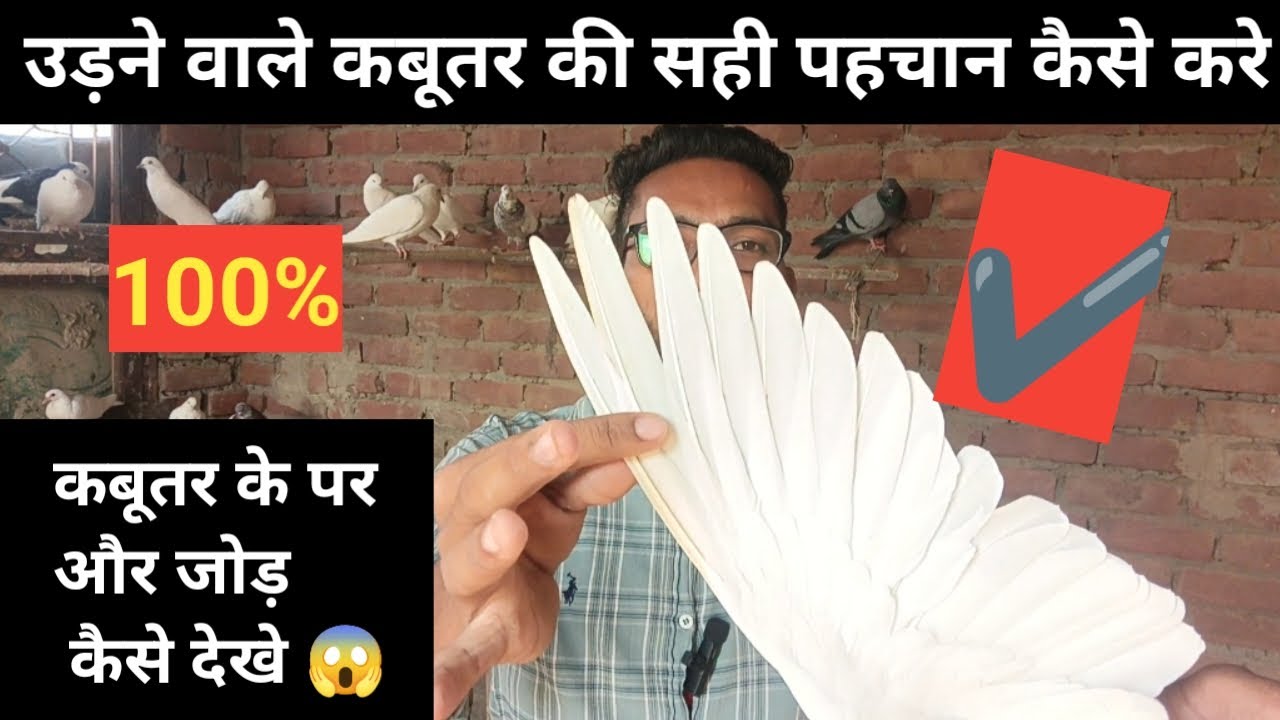 उड़ने वाले कबूतर की पहचान कैसे करे| kabootar ki jod aur pankh se pehchan kaise kare