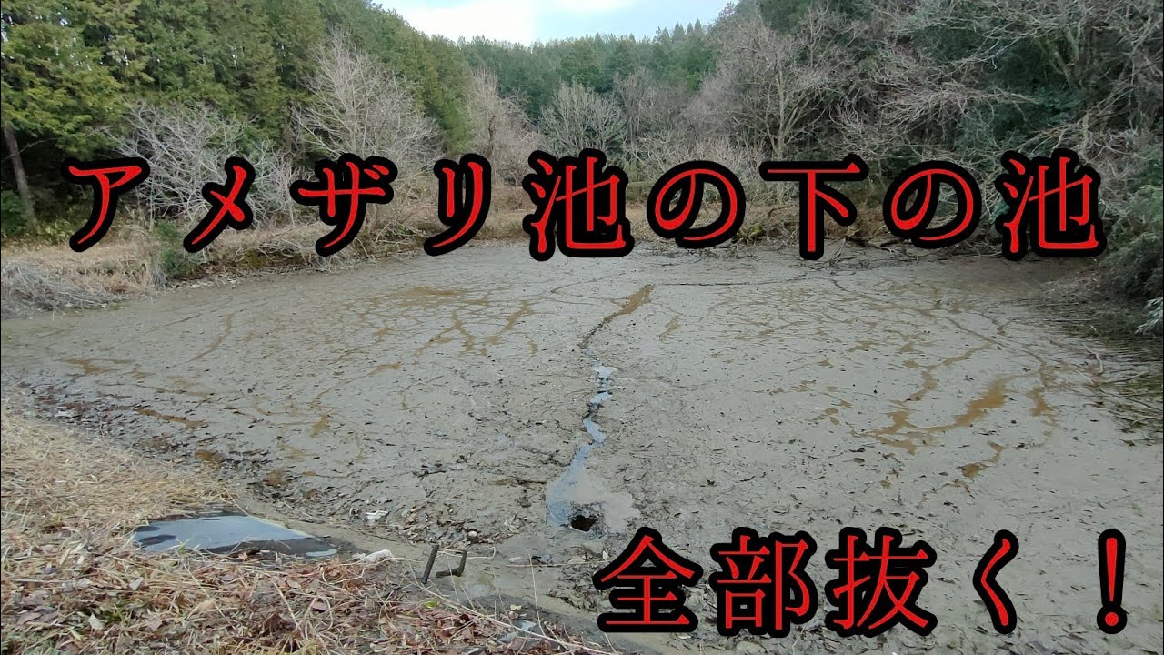 アメザリ池の下の池の水全部抜く！終わってる池を再生する⑫