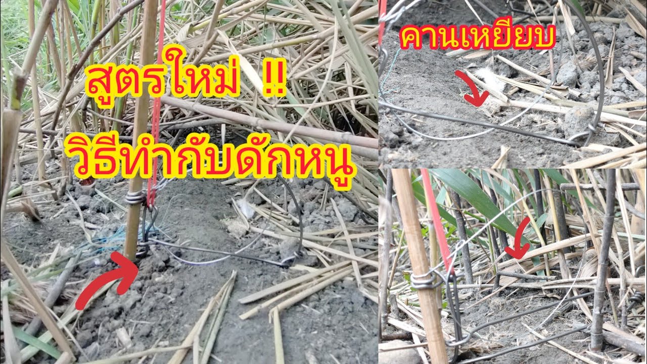 ดัดแปลงบ้วงดักหนู🐀สูตรใหม่&ดัดแปลงกับดักหนู ประหยัด💰ทำง่าย  ได้ผลจริง💯🐀🐀🐀