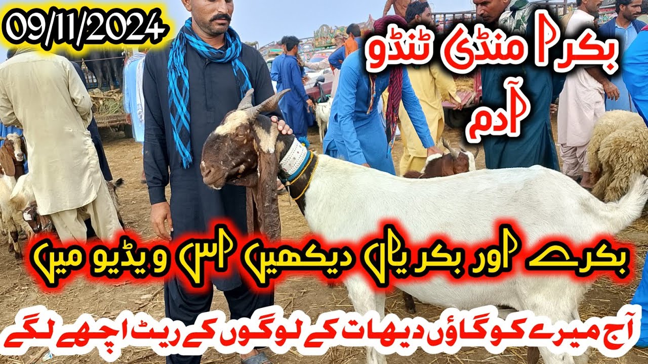 Bakra Mandi Tando adam mix Goat breeds || Latest Update November 9, 2024