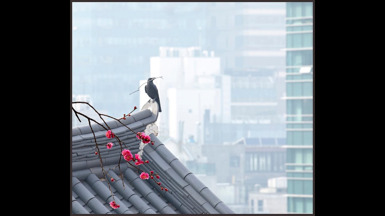 2022.03.25/한사영TV 오늘의 사진/마이산일출/법고를 두드리는 스님/구례현천마을/소경(小景)/도심의 봄/안식처를 칮아서