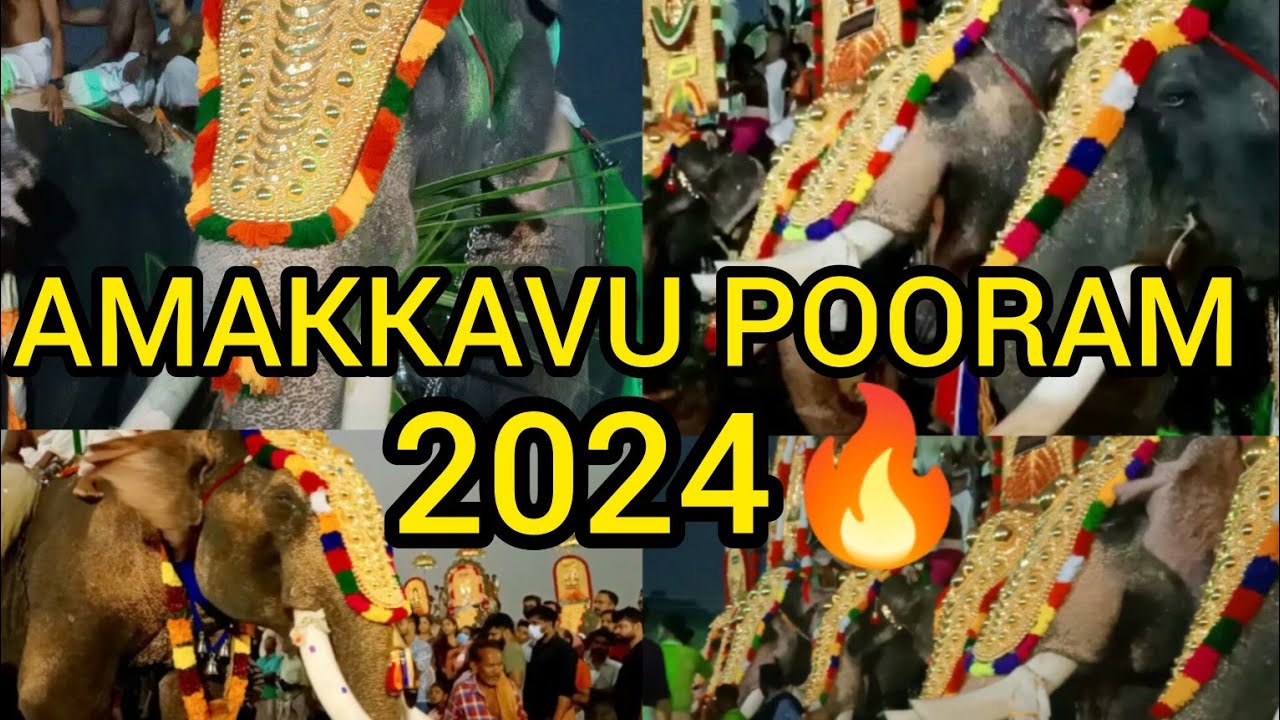 96 ദേശക്കാരുടെ പൂരം 🔥AMAKKAVU POORAM 2024 #itsmebinishanoble #youtube
