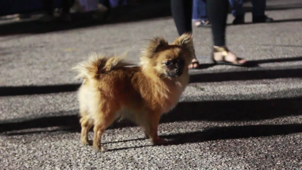 Dogs of the Cannabis Cup