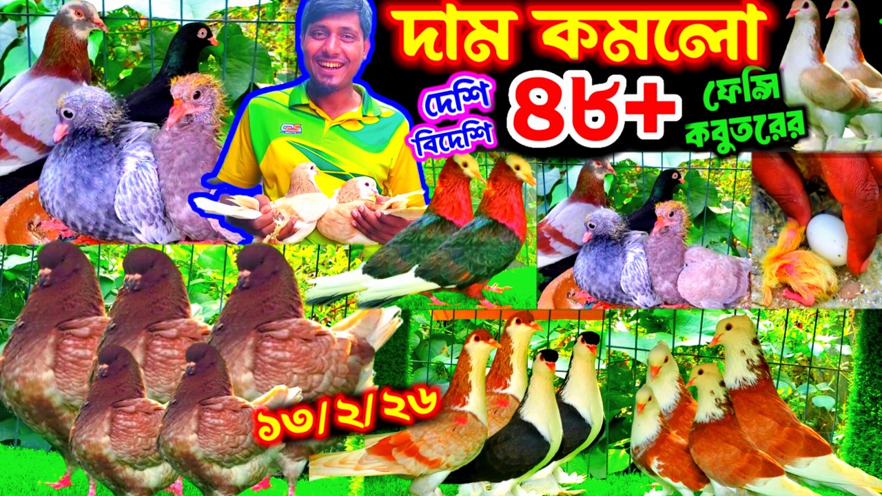আবারো দাম কমলো দেশি বিদেশি ফেন্সি কবুতরের || আজ একদম পাইকারি দামে কবুতর কিনুন ডিম বাচ্চা সহকারে ||