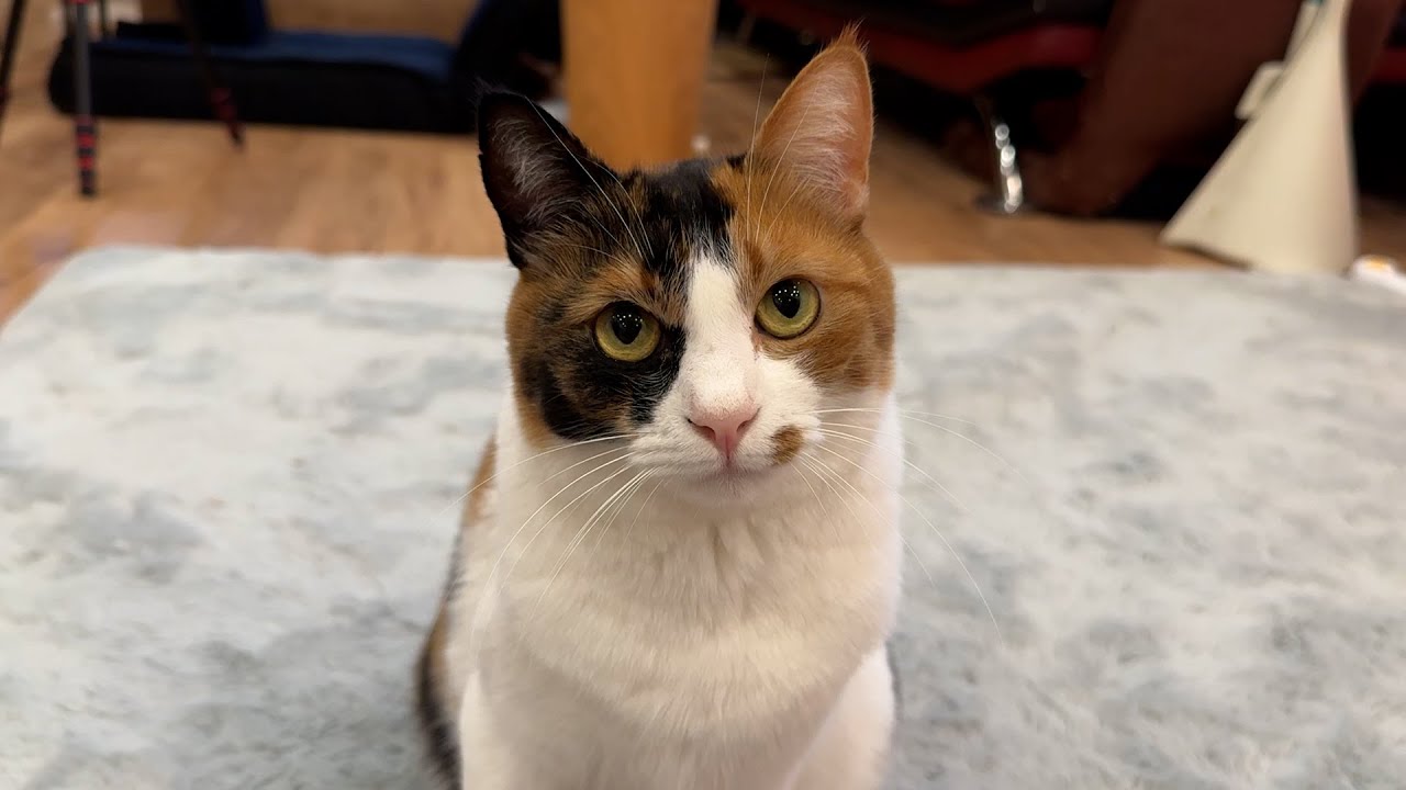 朝から飼い主のウザ絡みに対応することになってしまった猫たち