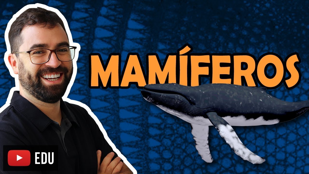 Mam&iacute;feros - Aula 33 - M&oacute;dulo VI: Zoologia | Prof. Gui