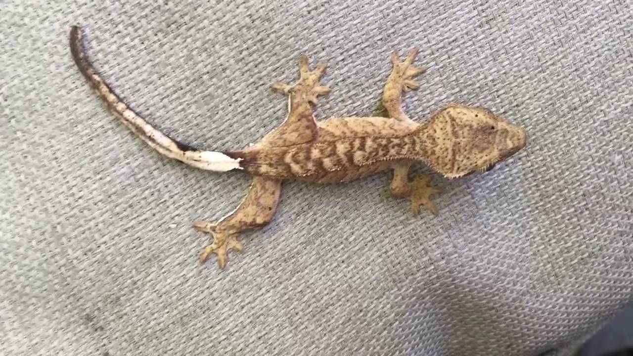 HANDLING YOUR BABY CRESTED GECKO