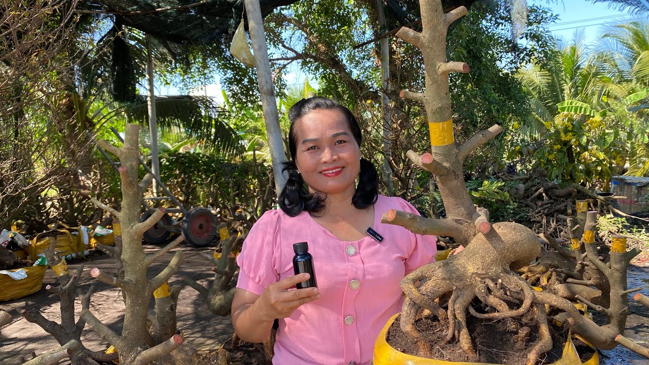 17/02/ ngọc (0907321470) Gl lô mai phôi dảo hạt thủ Đức đế đẹp kính mời ❤️❤️