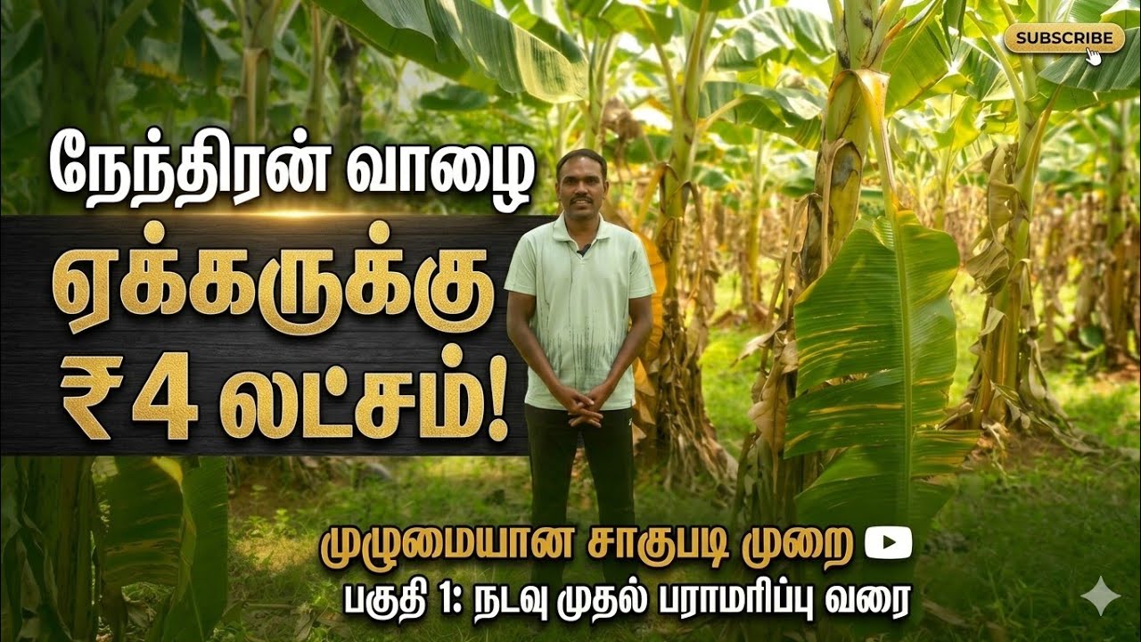 💫நேந்திரன் வாழை சாகுபடியில் அதிக விளைச்சல் பெற இதை மட்டும் செய்யுங்கள்!#banana #விவசாயம் #agri💢