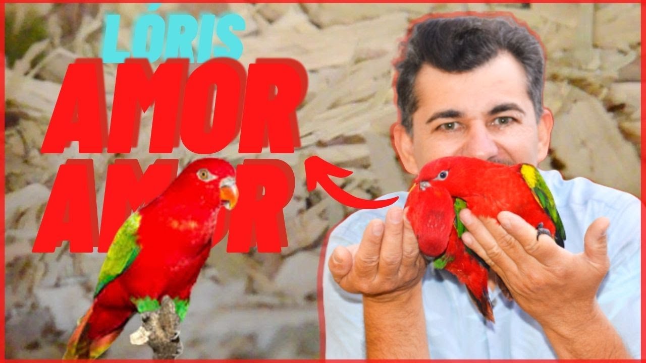 Lóris Amor Amor , uma ave extraordinária!