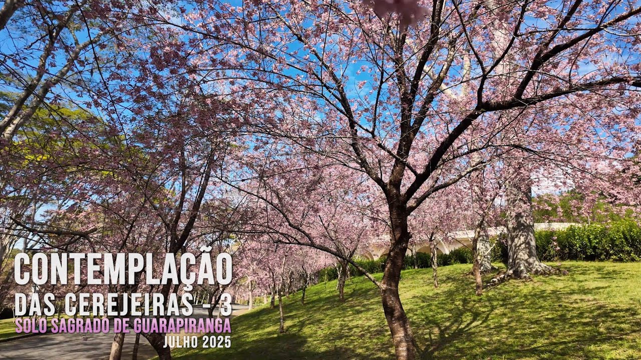 Contemplação das Cerejeiras III - Solo Sagrado de Guarapiranga | Julho / 2025