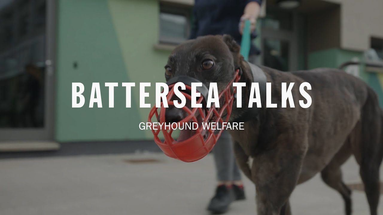 Battersea Talks | Greyhound Welfare