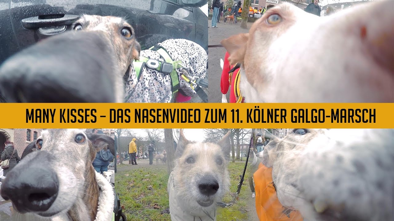 Many Kisses 4U - Das Nasenvideo zum 11. Kölner Galgo-Marsch