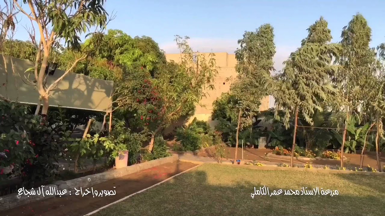 مزرعة الاستاذ محمد عمر الكاملي بجازان