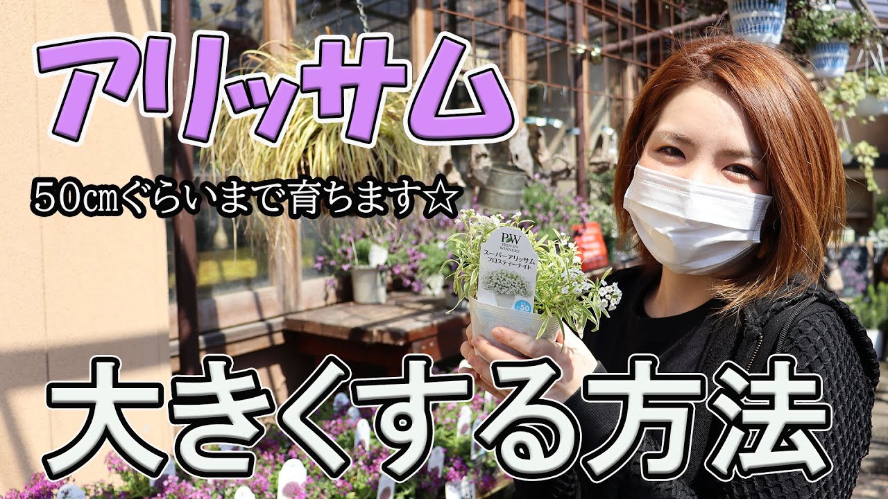 アリッサム  スーパーアリッサム  育て方  大きくする方法【おうちでガーデニング】開花園チャンネル