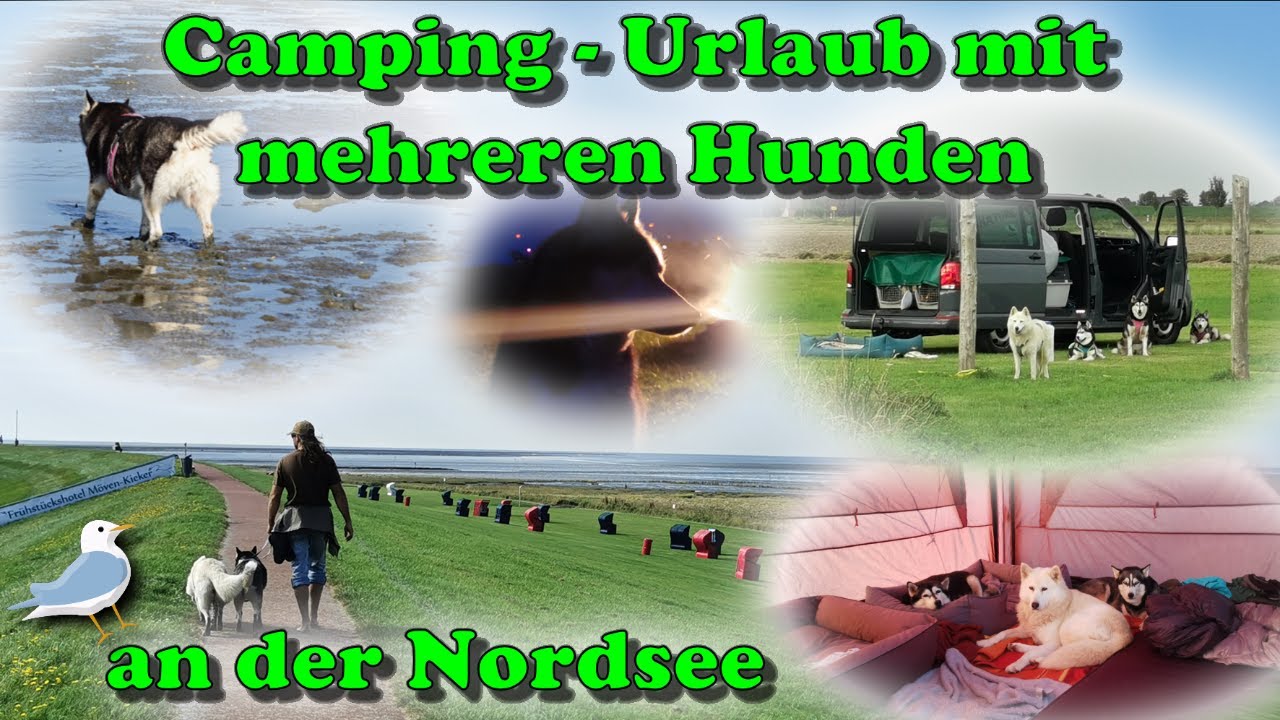 Nordsee Urlaub mit Hunden - Camping auf gemütlichem Campingplatz & Wingfoilkurs & Hundestrand 🤗
