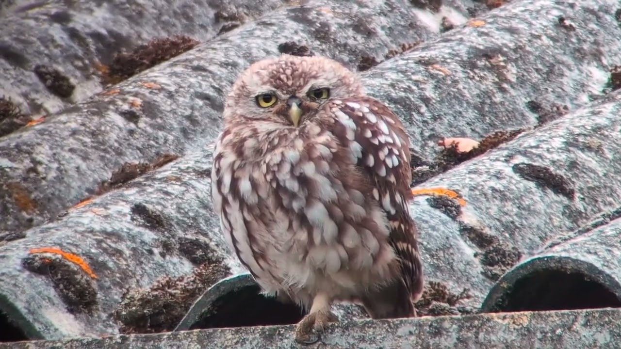 Little Owls, North Cave Wetlands, East Yorkshire, UK, 17.08.25.