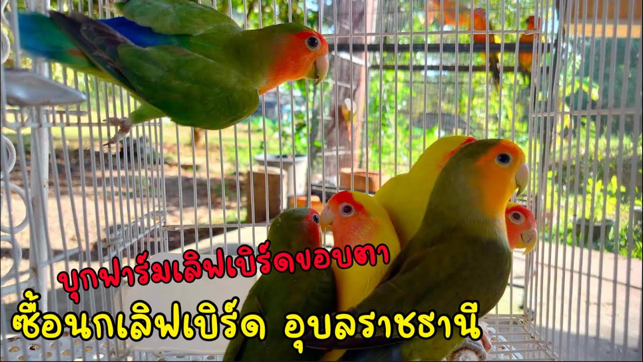 ซื้อนกเลิฟเบิร์ด 6 ตัว ฟาร์มนกเลิฟเบิร์ด อุบลราชธานี