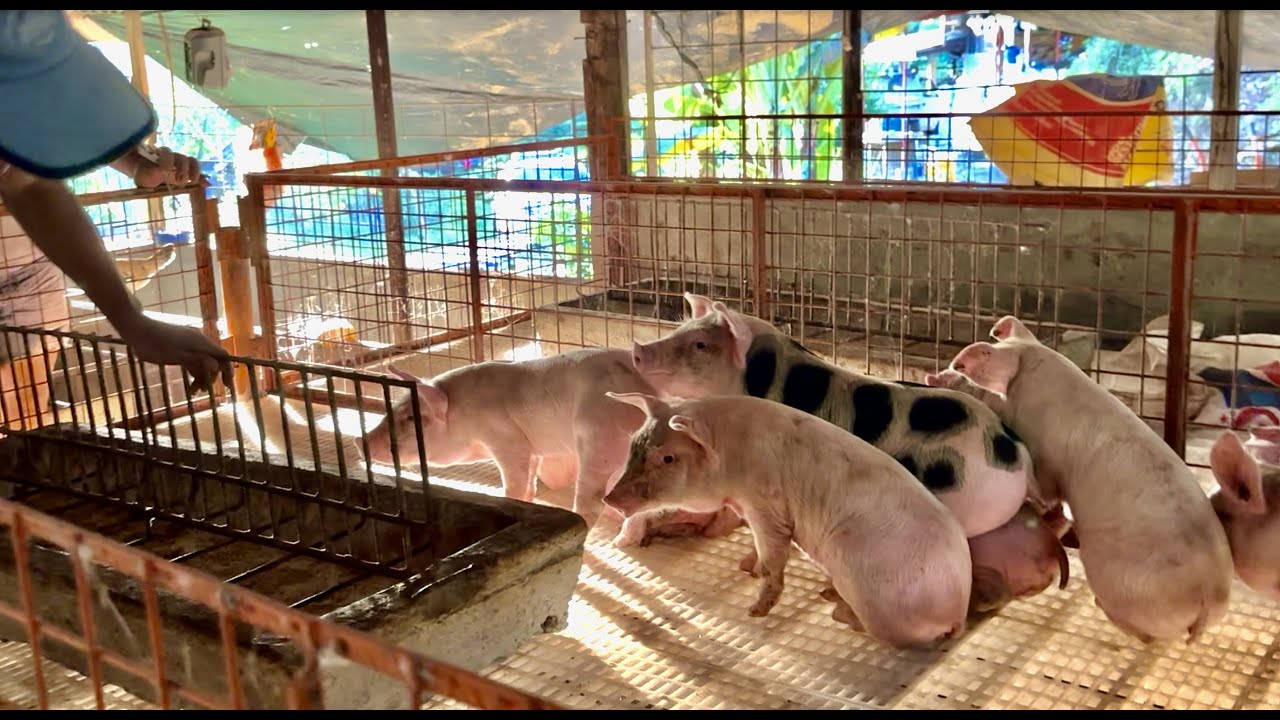 PIGLET NURSERY PEN: 100 NEW PIGLETS!!! | Palban's Farm