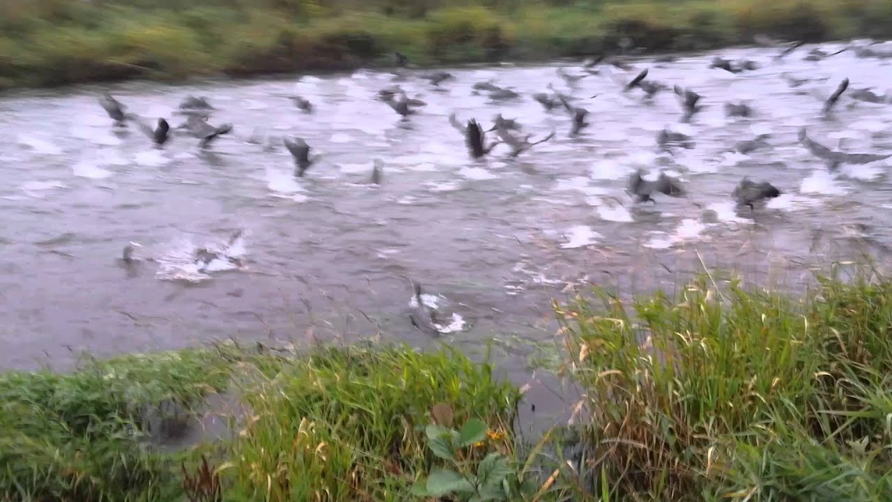 Stor skarvflock jagar fisk i Stor&aring;n