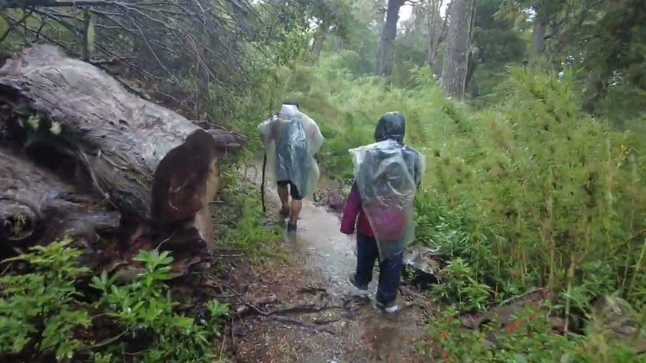 ARBOLES GIGANTES QUE HABLAN  en santuario el cañi