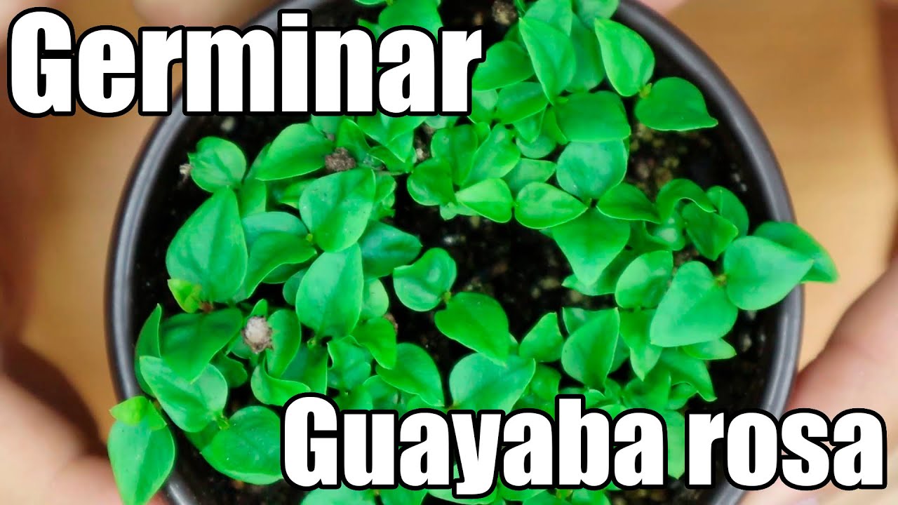 Como germinar semillas de guayaba rosa || México Verde