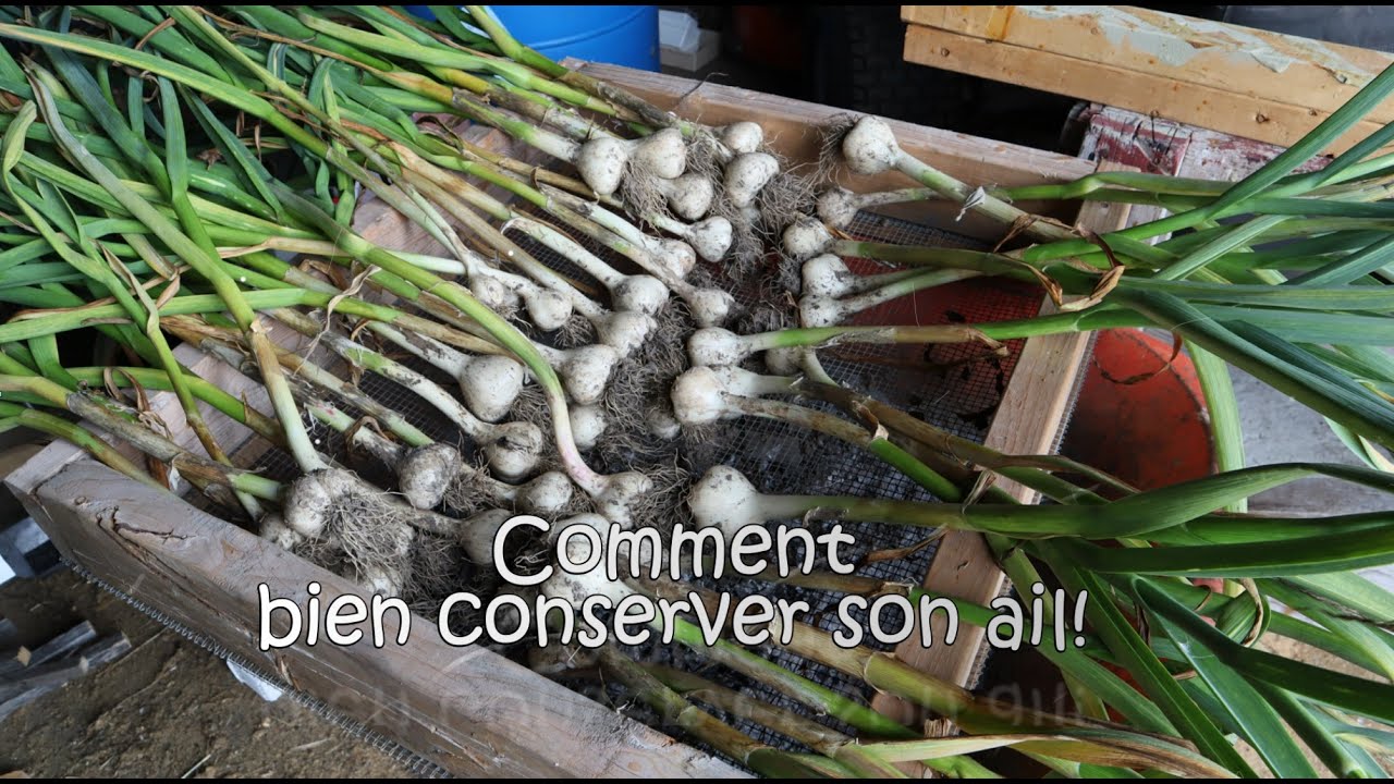 Comment conserver son ail
