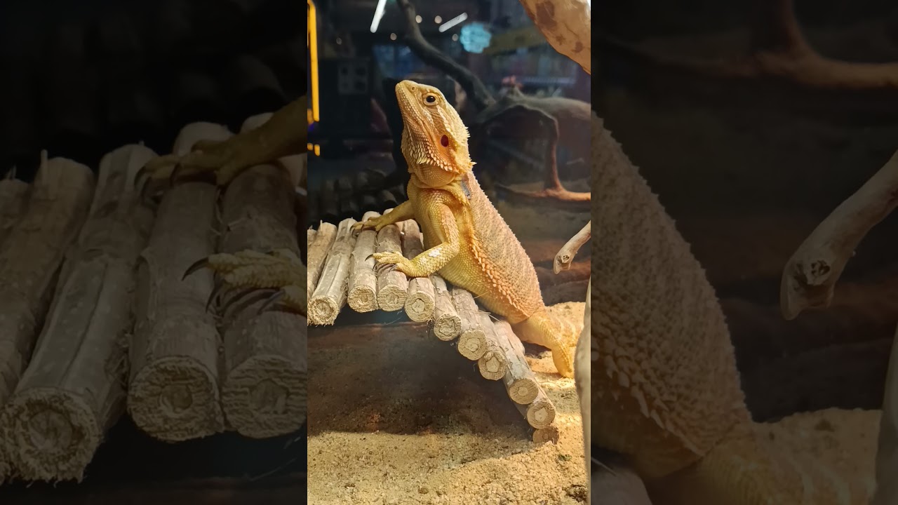 Agama bradatá( Pogona vitticeps), Like a pillar of salt Ako soľný stĺp