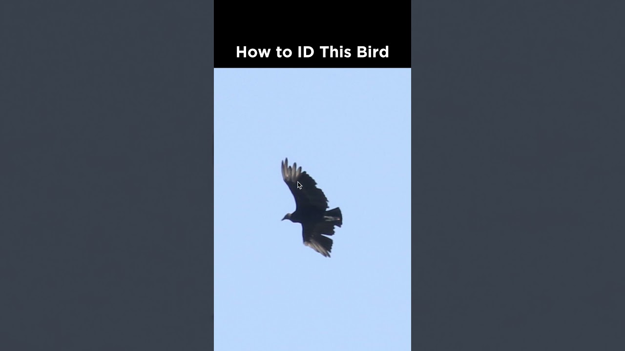 Can you identify this bird in flight?