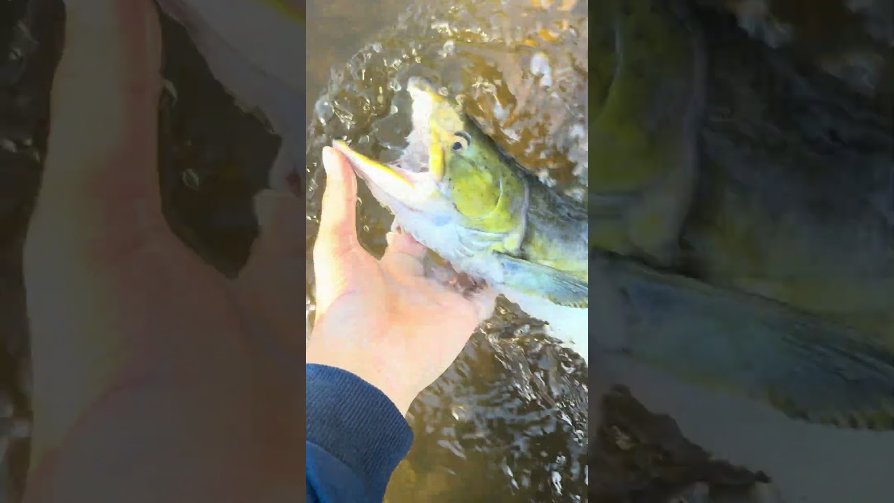 Nice pink salmon #release #shorts #salmon #fish #salmonrun