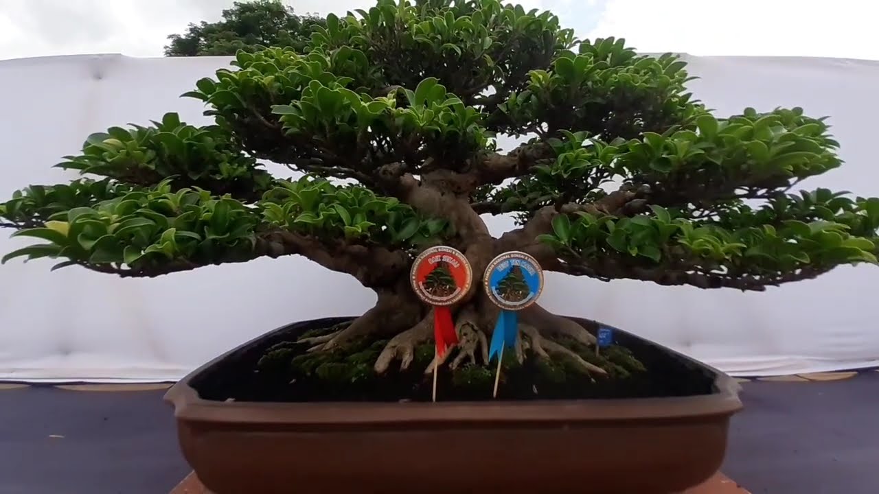 BONSAI INSPIRASI PEMULA