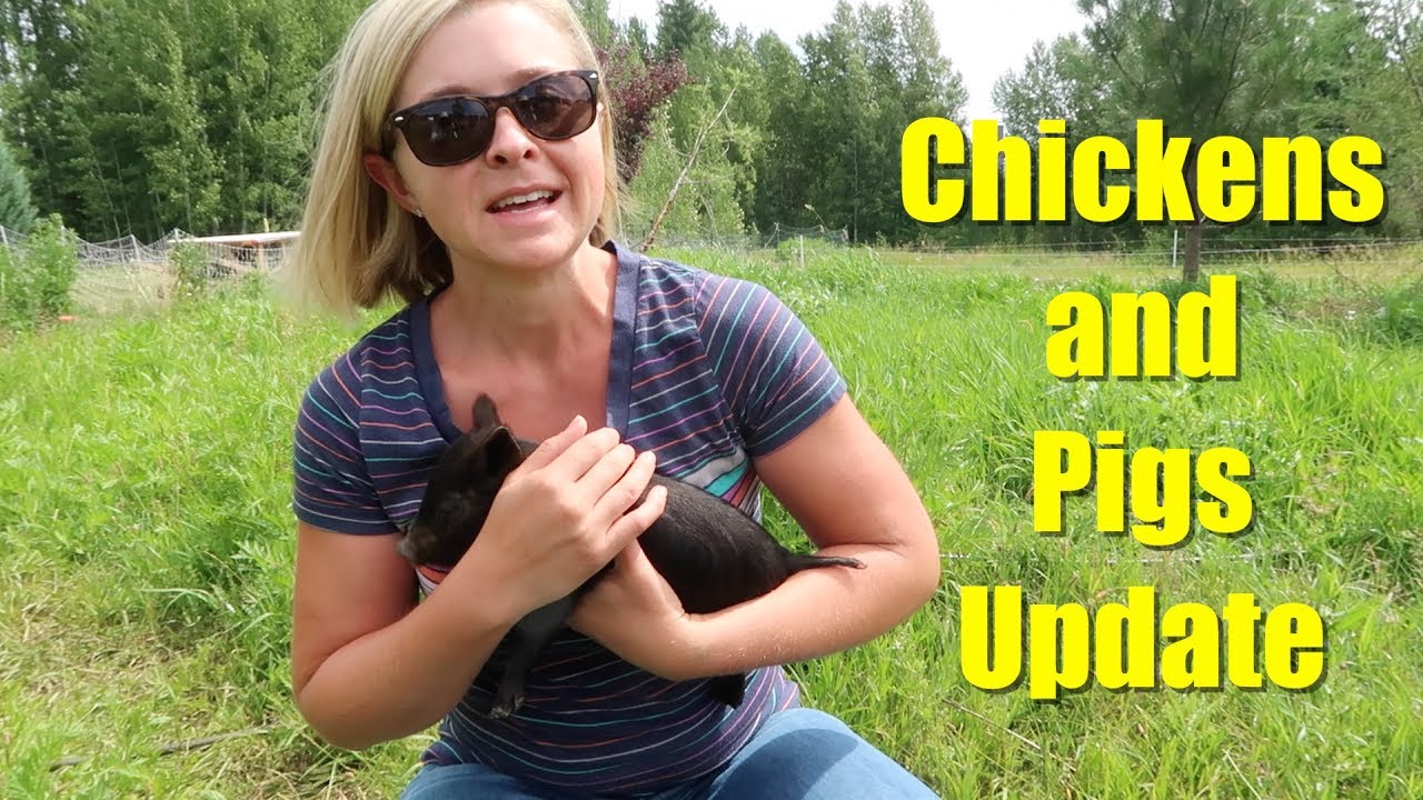 Chickens, Pigs, Sheep, LGD: Livestock and Grazing System Update