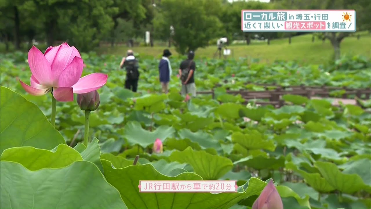 この夏は埼玉・行田市へ！近くて楽しい観光スポットを調査(25/07/08)