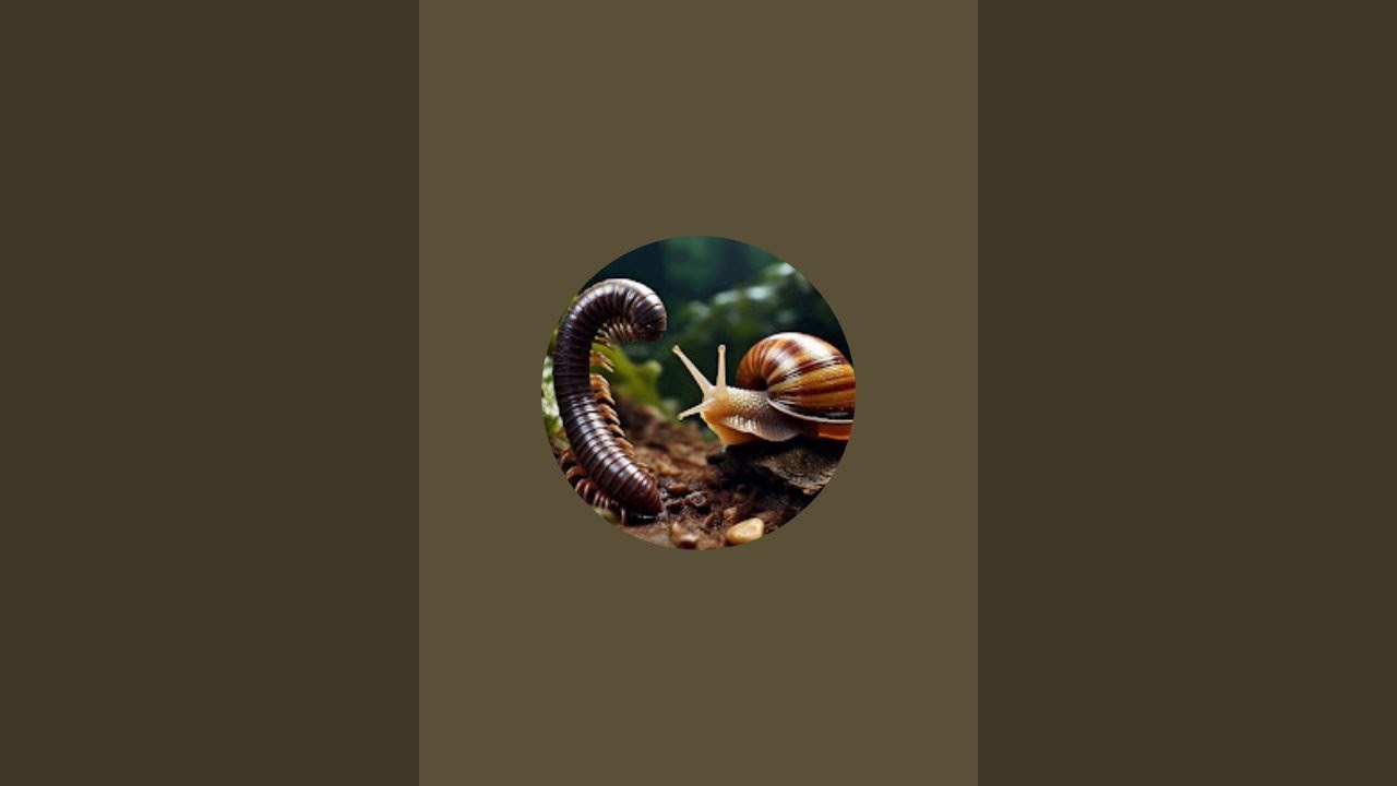 The snail and milipede