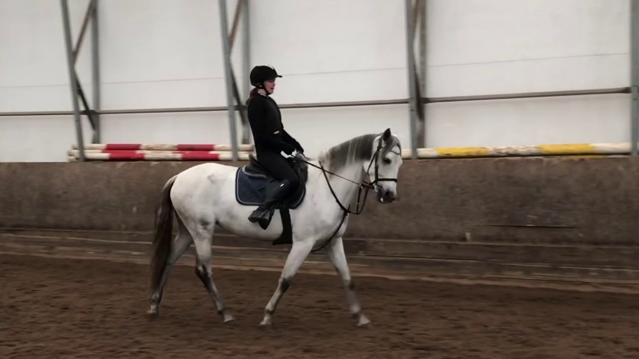 Høstleir på stall siring med carisma🥰