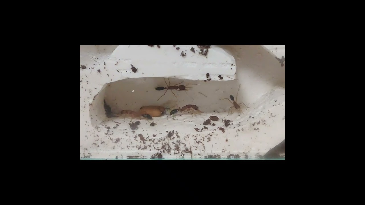 Harpegnathos saltator 2 месяца спустя. формикарий своими руками из гипса. муравейник из аквариума