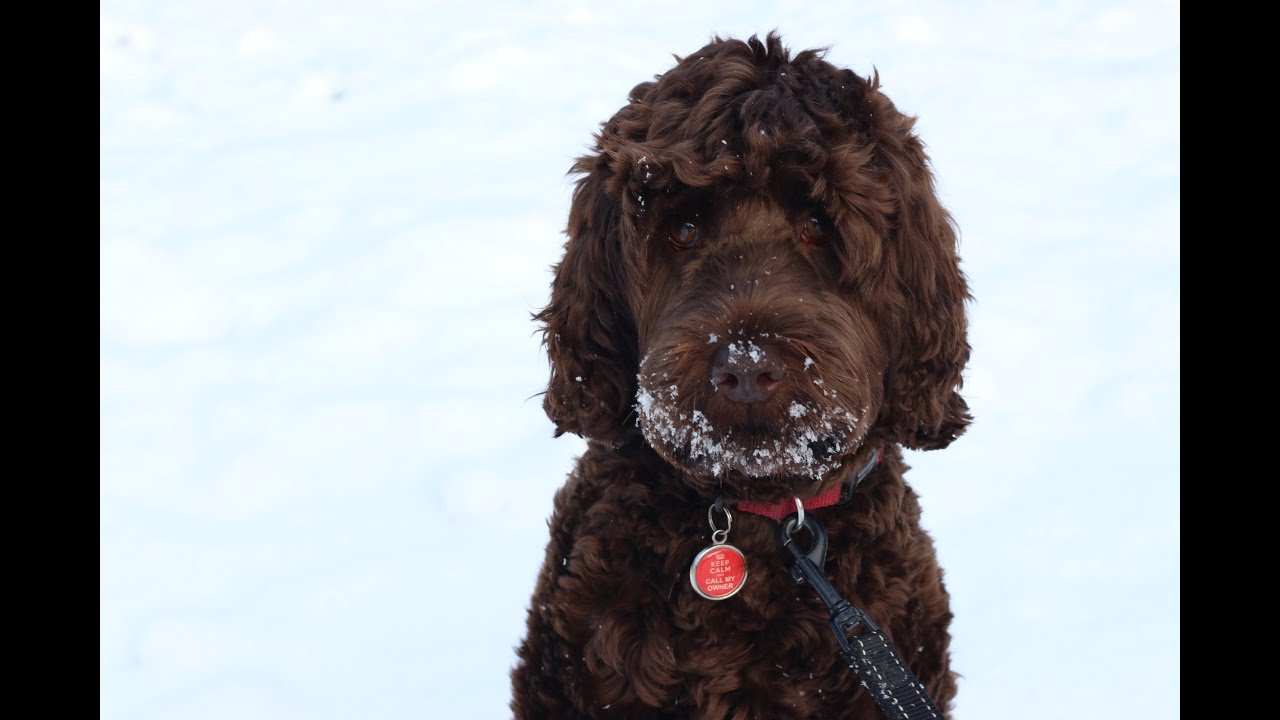 Separation Anxiety Dogs/Puppies - How to Help