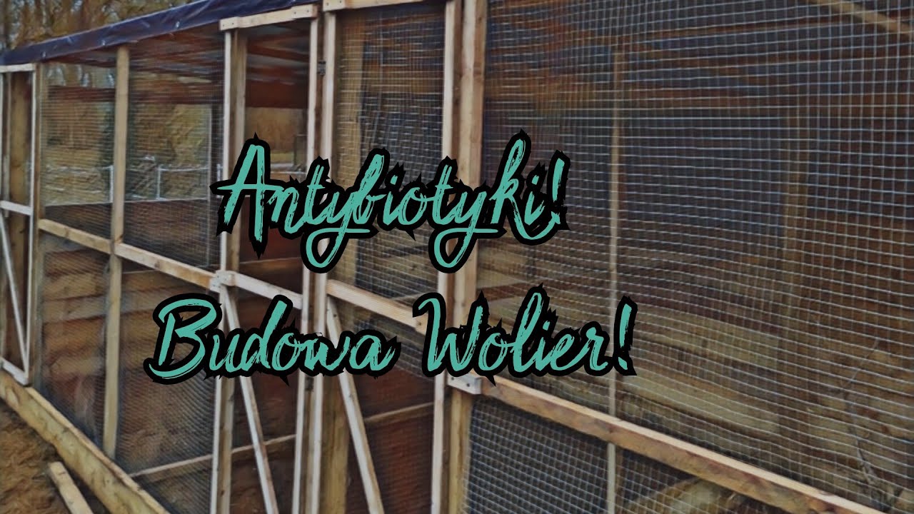 #ZdroweKURY - Antybiotyki dla drobiu! | Skutki ich zażywania - czy zawsze trzeba? | Budowa Wolier! 🏠
