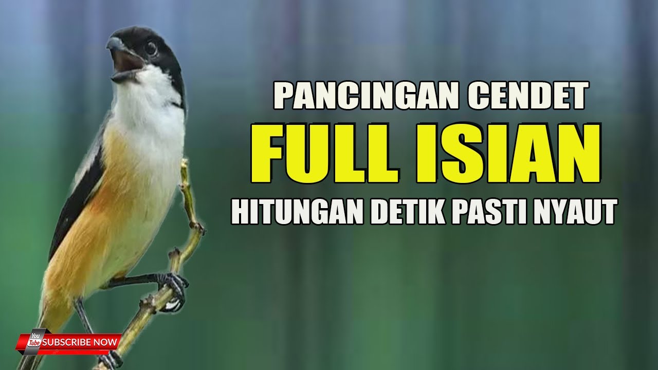 SUARA BURUNG CENDET GACOR ISIAN MEWAH COCOK UNTUK PANCINGAN CENDET BAHAN IKUT EMOSI BONGKAR MATERI