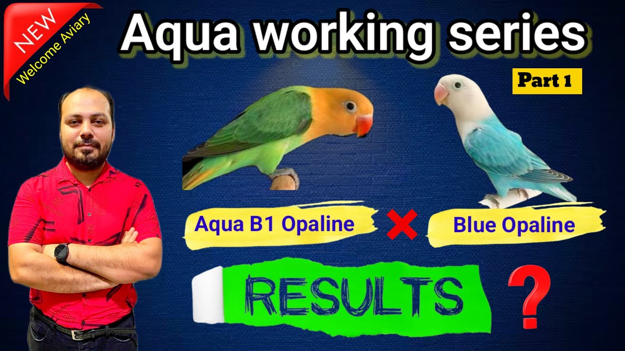 Aqua b1 Opaline X Blue Opaline | Love Bird | Birds | Welcome Aviary Official
