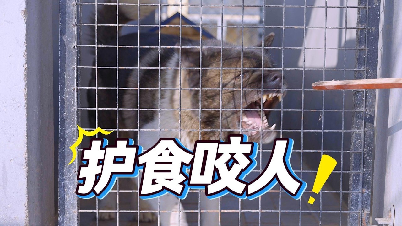 一面凶残，一面呆萌，咬人的大狗有两种性格！\A big dog that bites people has two personalities: fierce and cute !