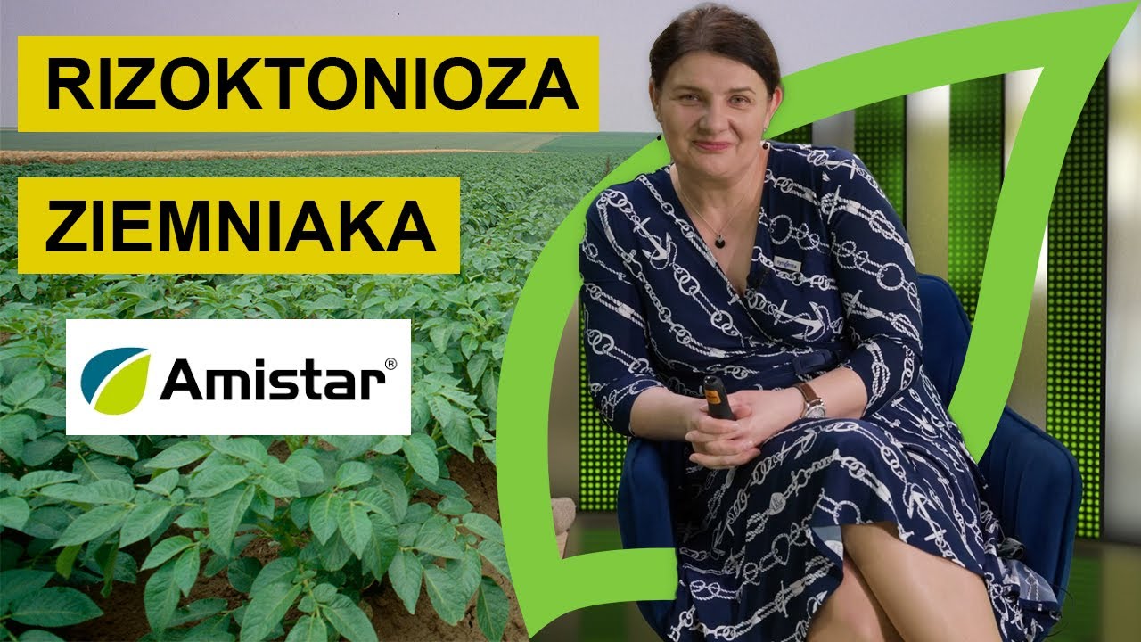 Rizoktonioza ziemniaka - zobaczcie jakie objawy powoduje rizoktonioza i jak sobie z nią poradzić