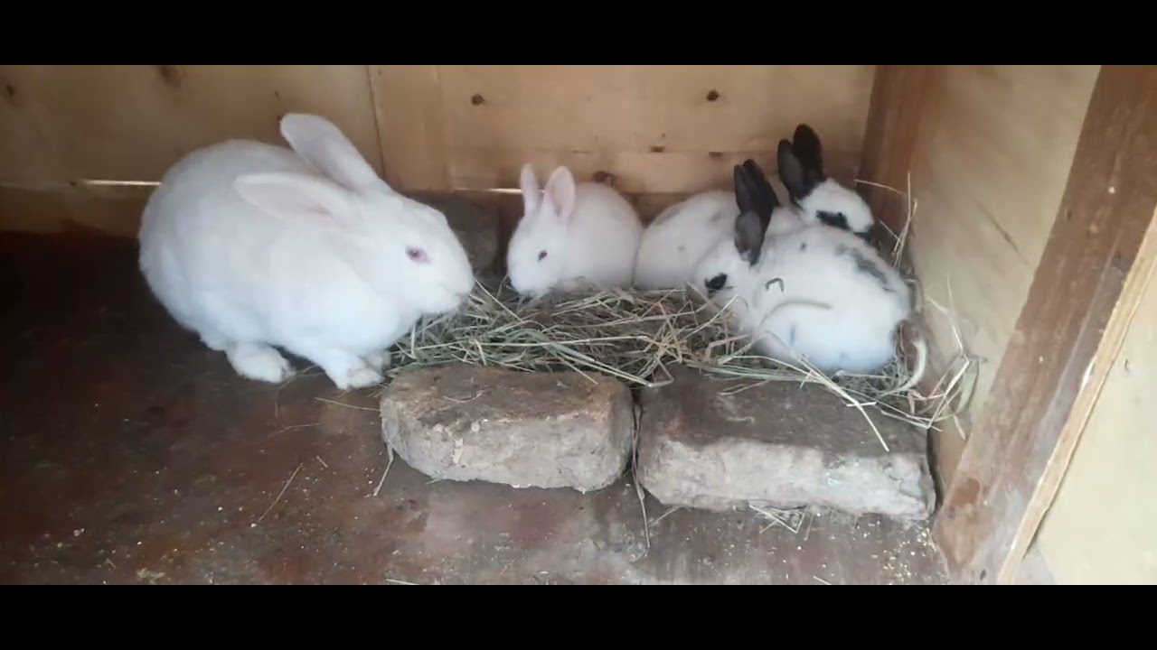 Quyoni bollarni boqish haqida maslahat #rabbit #reels #rek #reklama 
