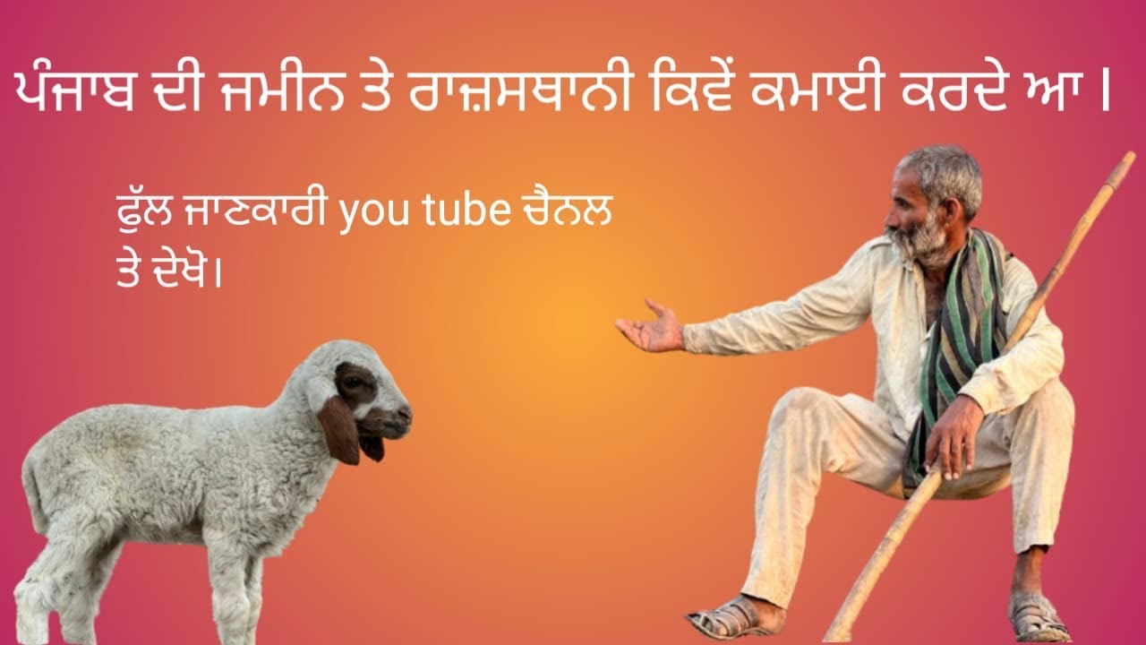 ਰਾਜਸਥਾਨੀ ਭਰਾਵਾਂ ਨਾਲ  ਪੰਜਾਬ ਦੇ ਖੇਤਾਂ ਵਿੱਚ ਭੇਡਾਂ ਤੇ ਬੱਕਰੀਆਂ ਦੇ ਬਾਰੇ ਜਾਣਕਾਰੀ I