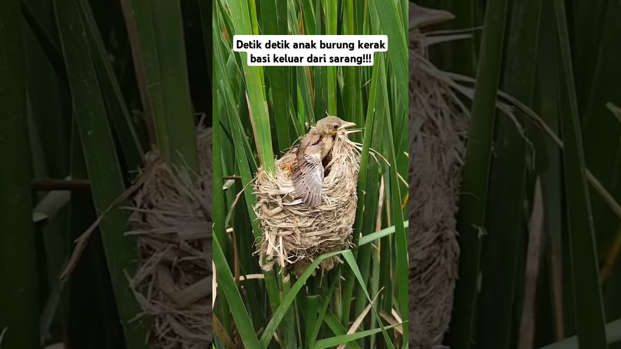 detik-detik anak burung kerak basi keluar dari sarangnya!! #shorts #burung #kerakbasi #sarangburung