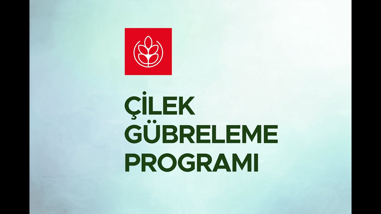 Çilek Gübreleme Programı - Nasıl Gübrelenir? Hangi Gübreyi Kullanmalıyım?