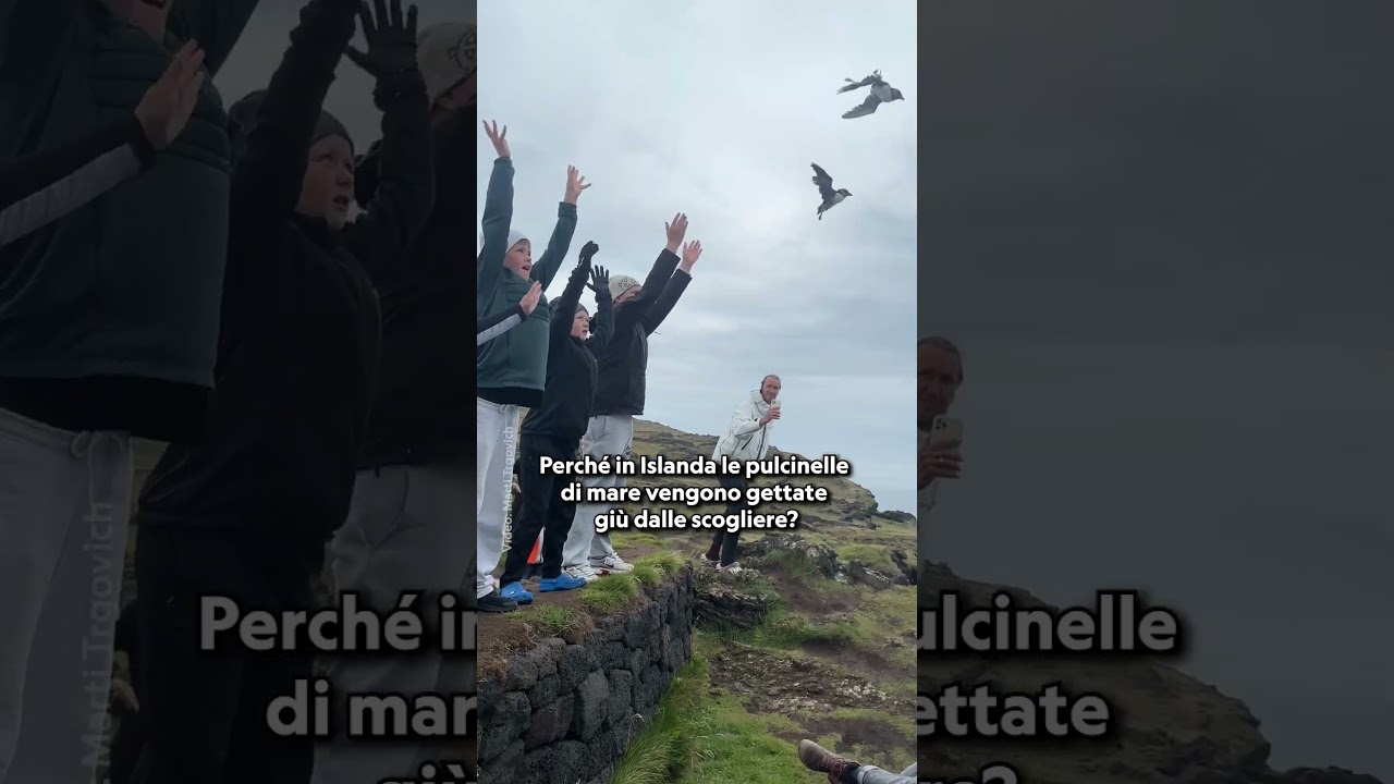 Perché in Islanda le pulcinelle di mare vengono gettate giù dalle scogliere?